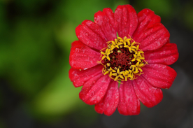 百日菊