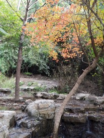 太山龙泉寺秋叶