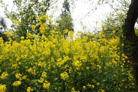 油菜花地
