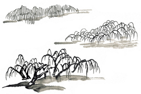 柳树