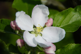 苹果花