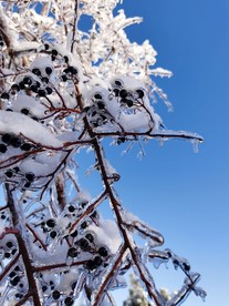东北雪景