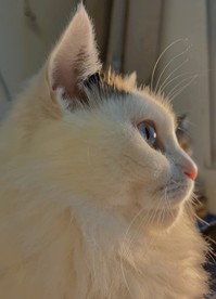 阳光下的猫