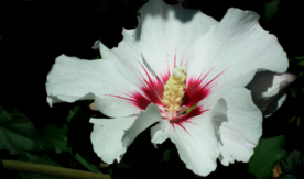 芙蓉