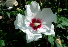 芙蓉