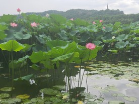 荷花塘