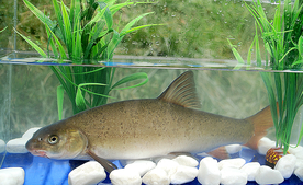 海鲜川东黄汤煨雅鱼