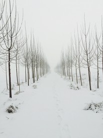 一条冬雪小路
