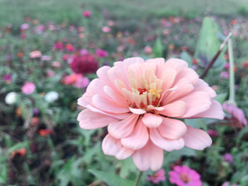 粉色花