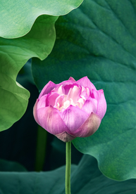 荷花特写