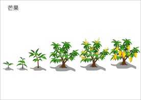 芒果生长周期矢量图