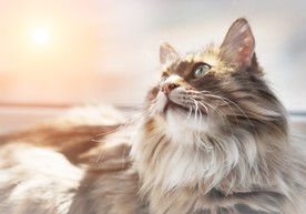 宠物猫