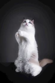 宠物猫