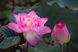 最美莲花摄影图