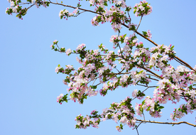 蓝天下盛开的海棠花