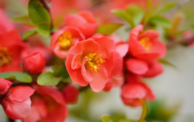 海棠花高清大图