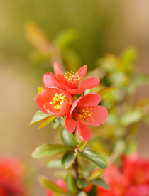 海棠花高清特写