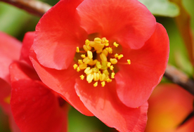 盛开的海棠花大图