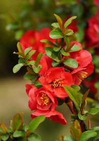 户外枝头上的海棠花特写大图