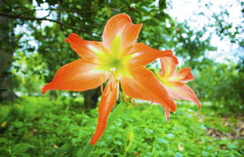 水仙花摄影