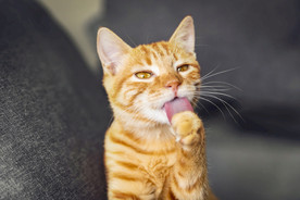 调皮猫