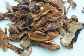 牛肝菌