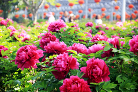 紫红色成片牡丹花植物素材摄影图