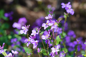 夏季兰花摄影素材