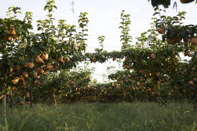 挂在树上的秋月梨