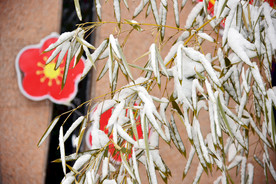 雪竹