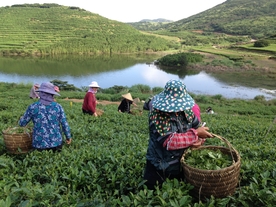 嵛山岛茶叶基地采茶场景