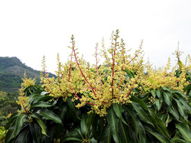 芒果花