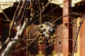 北海公园的小麻雀