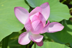 夏日景色