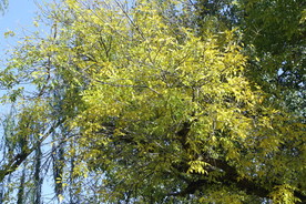 彩叶风景