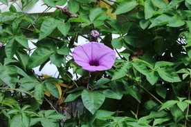 温室花卉