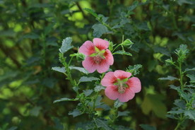温室花卉