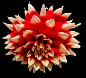 东洋菊