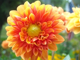 东洋菊