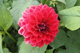 东洋菊
