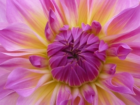 东洋菊