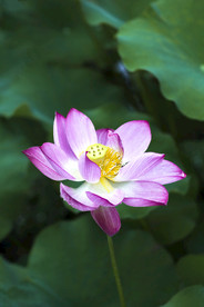 粉莲
