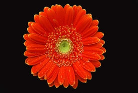漂亮的非洲菊