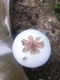 不知名的蘑菇