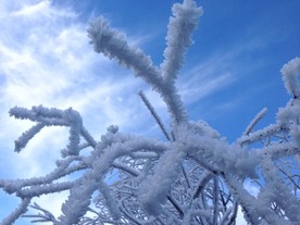 雪压树枝图片