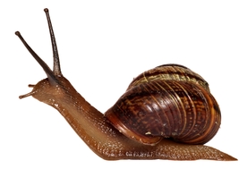 蜗牛