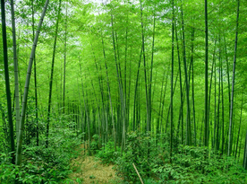 竹林