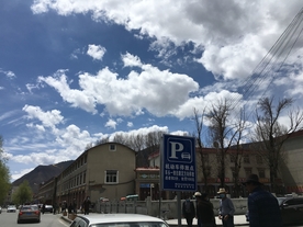 塔公草原 塔公 草原  杨树