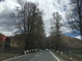 塔公草原 塔公 草原  杨树