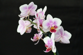 蝴蝶兰鲜花